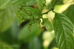 Sarcandra chloranthoides